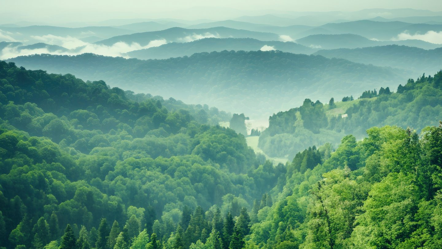Weitsicht mit einem bewaldeten Hügel im Vordergrund und etwas Nebel dahinter