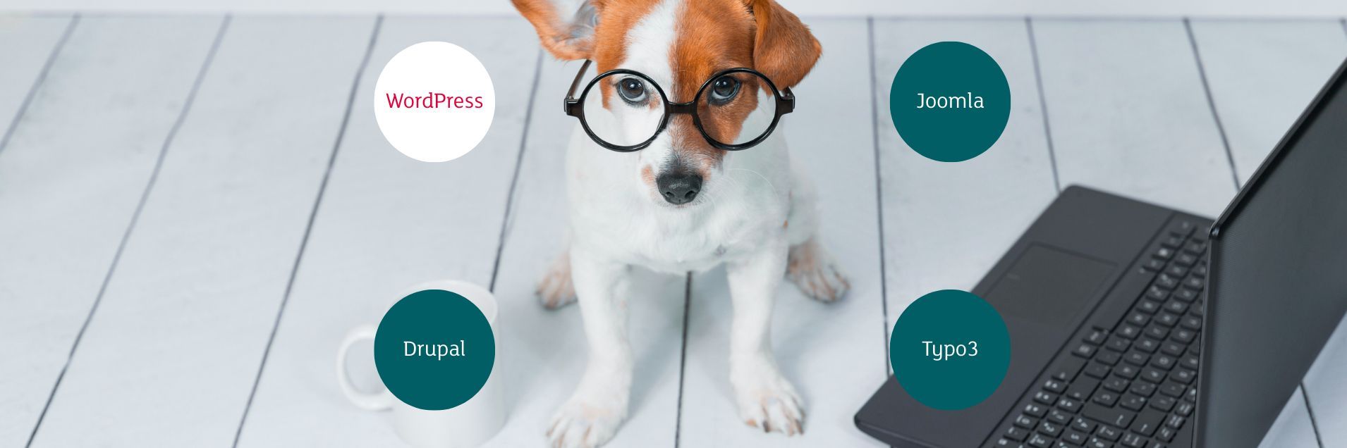 WordPress in Focus_choosing the right hosting platform Why WordPress is the perfect match for your business