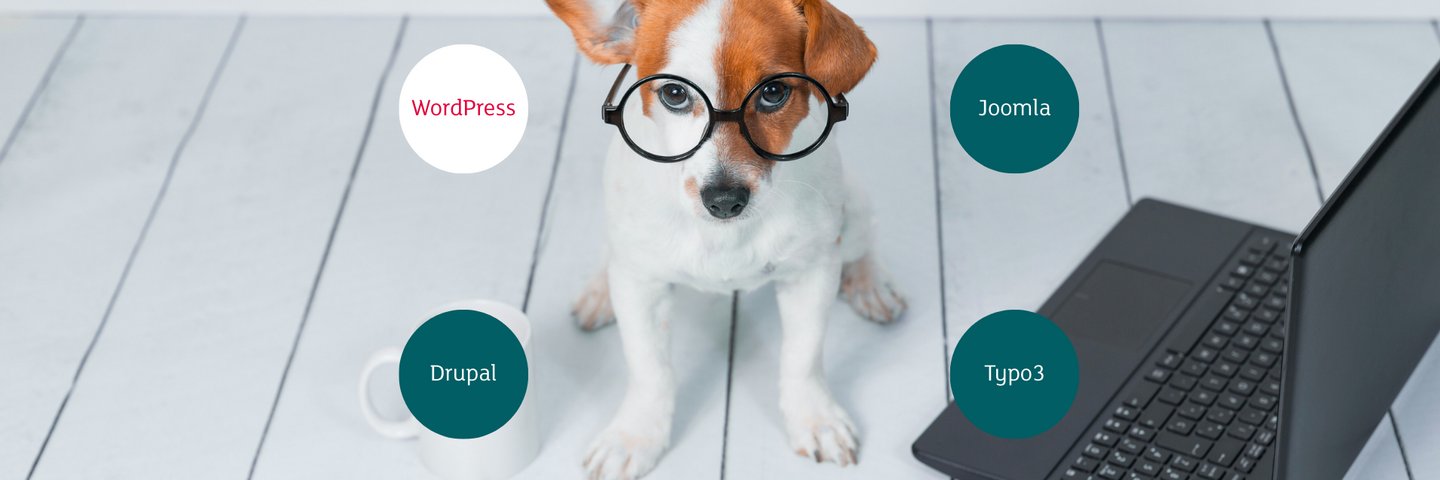 Why WordPress is the perfect match for your business
