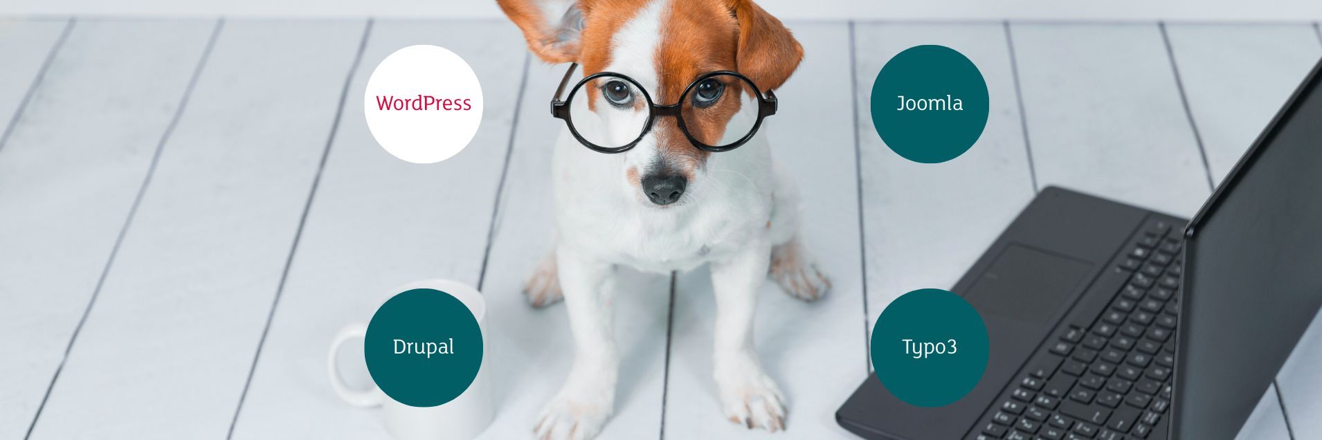 Warum WordPress Ihr perfekter Co-Founder ist