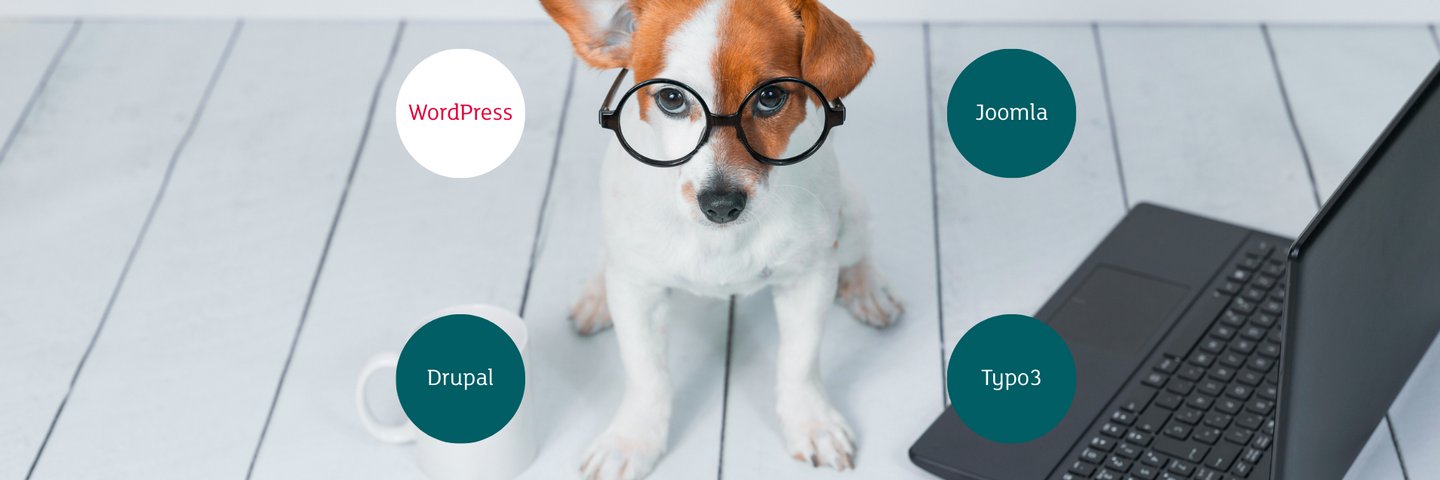 Warum WordPress Ihr perfekter Co-Founder ist